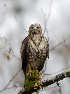 Preview wallpaper hawk, bird, predator, wild, branch
