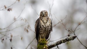 Preview wallpaper hawk, bird, predator, wild, branch