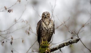 Preview wallpaper hawk, bird, predator, wild, branch