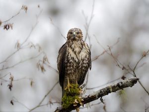 Preview wallpaper hawk, bird, predator, wild, branch