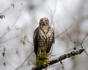 Preview wallpaper hawk, bird, predator, wild, branch