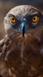 Preview wallpaper hawk, bird, predator
