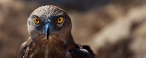 Preview wallpaper hawk, bird, predator