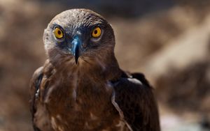 Preview wallpaper hawk, bird, predator