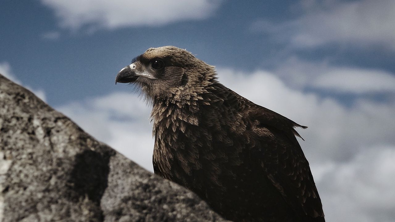 Wallpaper hawk, bird, rock, wildlife