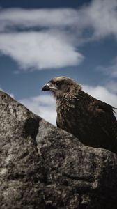 Preview wallpaper hawk, bird, rock, wildlife