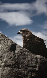 Preview wallpaper hawk, bird, rock, wildlife
