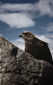 Preview wallpaper hawk, bird, rock, wildlife