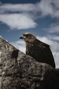 Preview wallpaper hawk, bird, rock, wildlife
