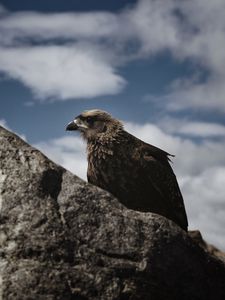 Preview wallpaper hawk, bird, rock, wildlife