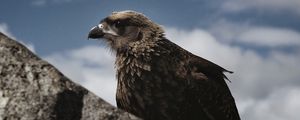 Preview wallpaper hawk, bird, rock, wildlife