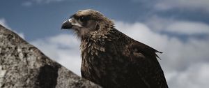 Preview wallpaper hawk, bird, rock, wildlife