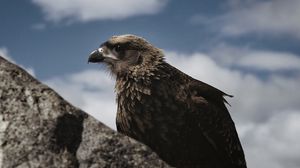 Preview wallpaper hawk, bird, rock, wildlife