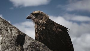 Preview wallpaper hawk, bird, rock, wildlife