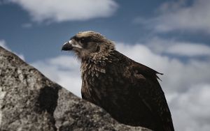 Preview wallpaper hawk, bird, rock, wildlife