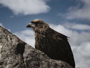 Preview wallpaper hawk, bird, rock, wildlife