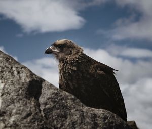Preview wallpaper hawk, bird, rock, wildlife