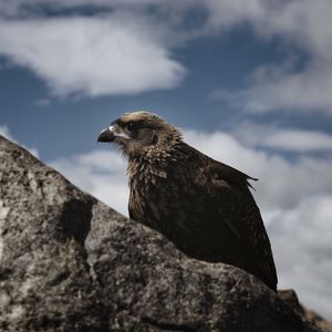 Preview wallpaper hawk, bird, rock, wildlife