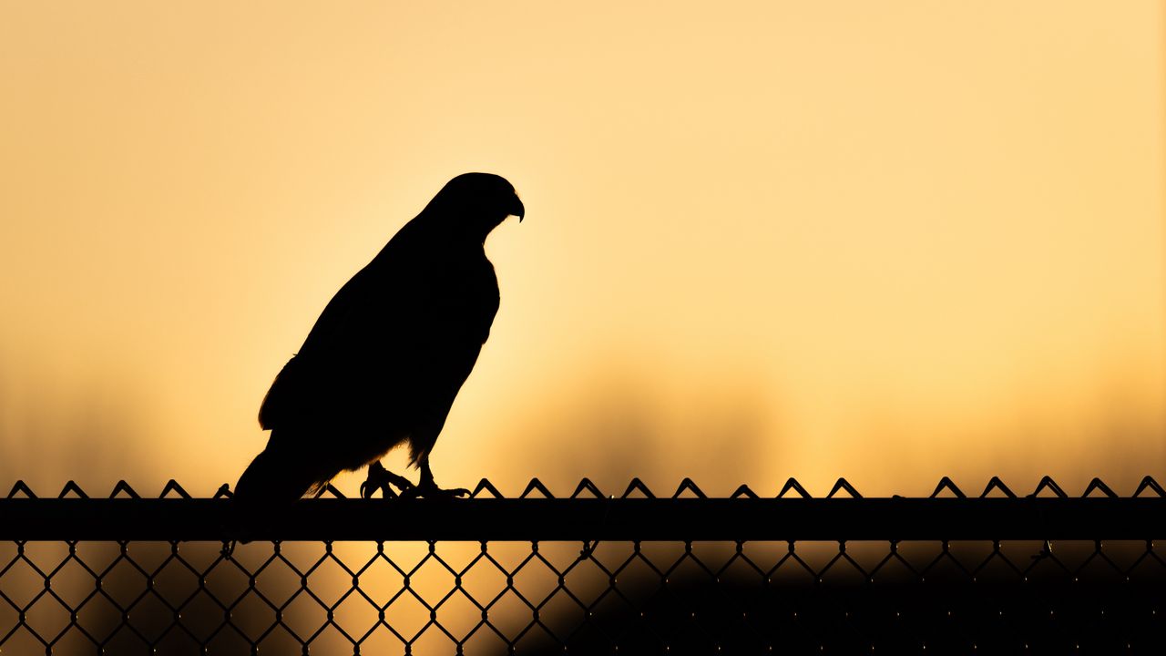 Wallpaper hawk, bird, silhouette, fence, evening