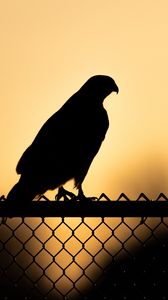 Preview wallpaper hawk, bird, silhouette, fence, evening