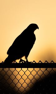 Preview wallpaper hawk, bird, silhouette, fence, evening