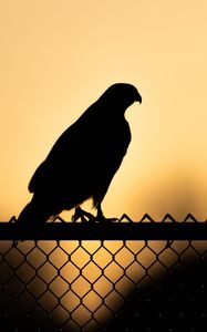 Preview wallpaper hawk, bird, silhouette, fence, evening