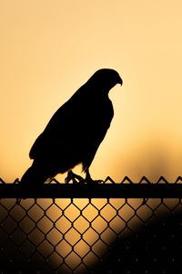 Preview wallpaper hawk, bird, silhouette, fence, evening