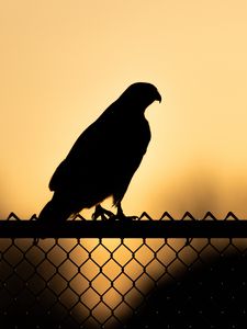 Preview wallpaper hawk, bird, silhouette, fence, evening