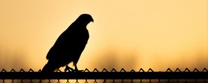 Preview wallpaper hawk, bird, silhouette, fence, evening