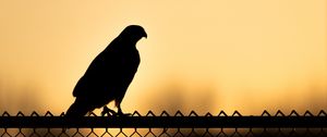 Preview wallpaper hawk, bird, silhouette, fence, evening
