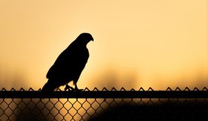 Preview wallpaper hawk, bird, silhouette, fence, evening