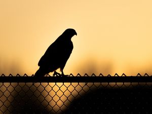 Preview wallpaper hawk, bird, silhouette, fence, evening