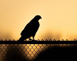 Preview wallpaper hawk, bird, silhouette, fence, evening