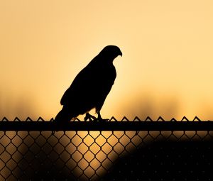 Preview wallpaper hawk, bird, silhouette, fence, evening