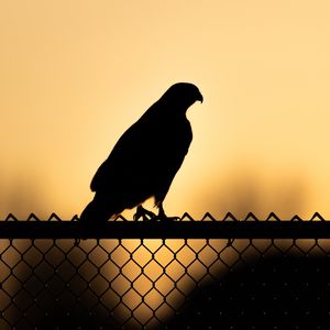 Preview wallpaper hawk, bird, silhouette, fence, evening