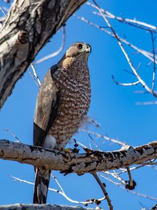 Preview wallpaper hawk, bird, tree, branch, wildlife