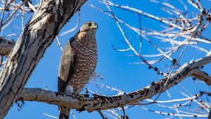 Preview wallpaper hawk, bird, tree, branch, wildlife