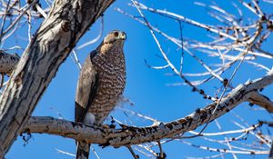 Preview wallpaper hawk, bird, tree, branch, wildlife