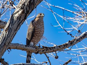 Preview wallpaper hawk, bird, tree, branch, wildlife