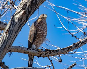 Preview wallpaper hawk, bird, tree, branch, wildlife