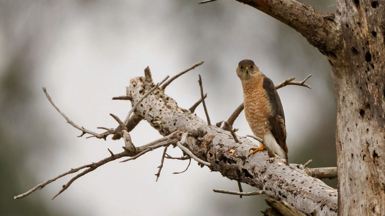 Wallpaper hawk, bird, tree, wild, nature