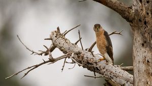 Preview wallpaper hawk, bird, tree, wild, nature