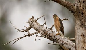 Preview wallpaper hawk, bird, tree, wild, nature