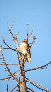 Preview wallpaper hawk, bird, tree, branches, watching, wildlife