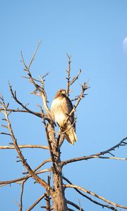 Preview wallpaper hawk, bird, tree, branches, watching, wildlife