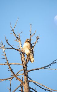 Preview wallpaper hawk, bird, tree, branches, watching, wildlife