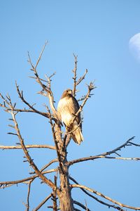 Preview wallpaper hawk, bird, tree, branches, watching, wildlife