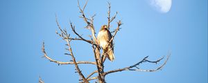 Preview wallpaper hawk, bird, tree, branches, watching, wildlife