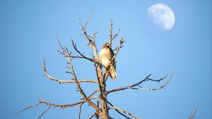 Preview wallpaper hawk, bird, tree, branches, watching, wildlife