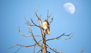 Preview wallpaper hawk, bird, tree, branches, watching, wildlife